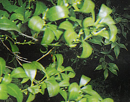 image4_F15647.jpeg image4_F15647.jpeg