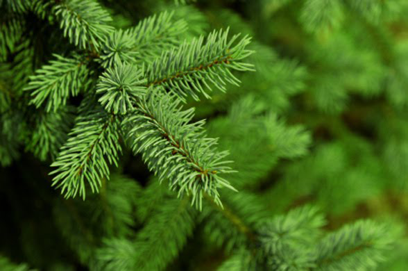 image4_F9913.png image4_F9913.png