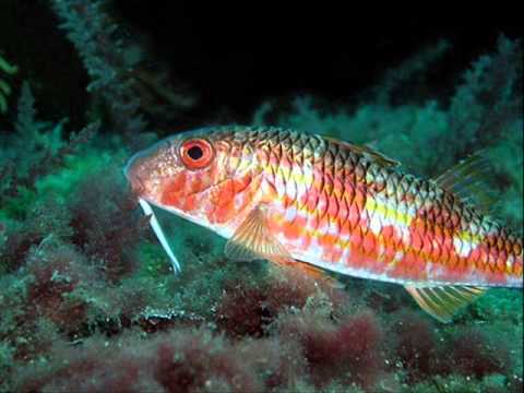 πατήστε για μεγέθυνση