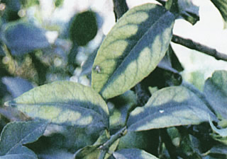 image7_F15713.jpeg image7_F15713.jpeg