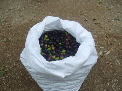 image8_F9844.jpeg image8_F9844.jpeg