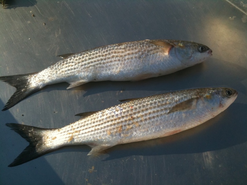 πατήστε για μεγέθυνση